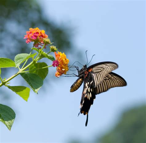 Volo Ed Alimentazione Della Farfalla Di Swallowtail Immagine Stock