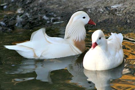 Image White Mandarin Ducks 01 Birds Wiki Fandom Powered By Wikia