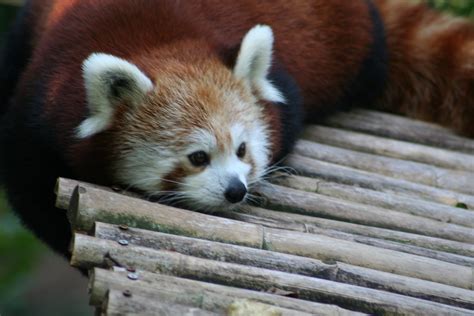 Red Panda Zoo Atlanta 09070801 Miss Izzy Paulette Flickr