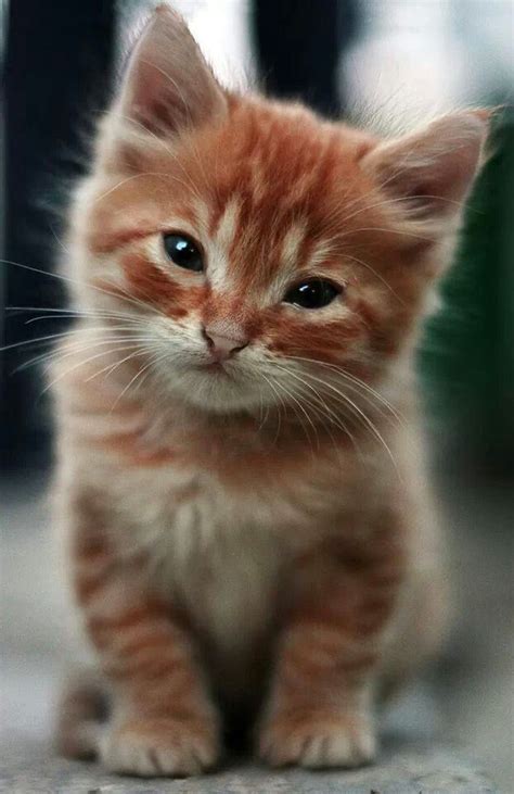 A Super Cute Kitty Mew N Woof Pinterest