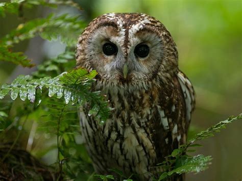 Wise Guy Predators Nocturnal Birds Birds Of Prey Owls Hd