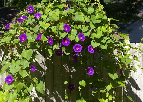 Morning Glories How To Plant Grow And Care For Morning Glory Flowers