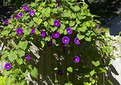 Morning Glories: How to Plant, Grow, and Care for Morning Glory Flowers ...