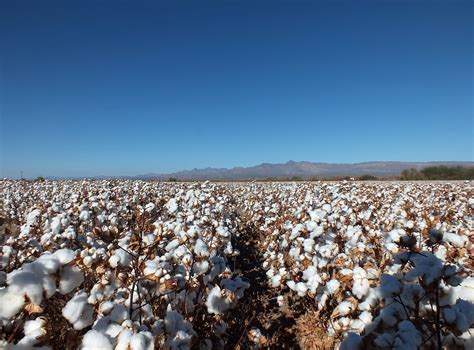 Cotton production