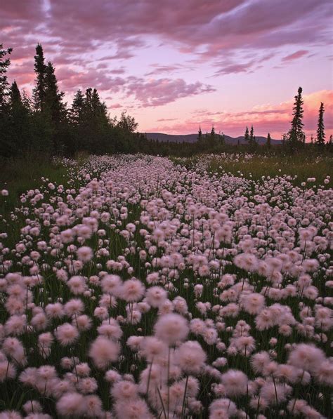 Https Flic Kr P JCJ Cottongrass View On Black Nature Aesthetic Flower Aesthetic Nature