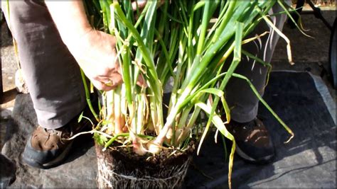 How To Grow Shallots The Garden