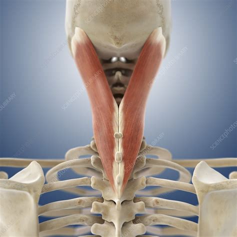 Neck Muscle Artwork Stock Image C Science Photo Library