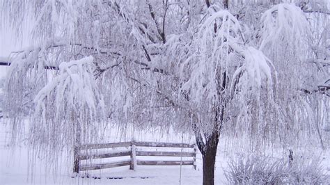 1920x1080 1920x1080 Winter Snow Fence Wallpaper Landscape Tree