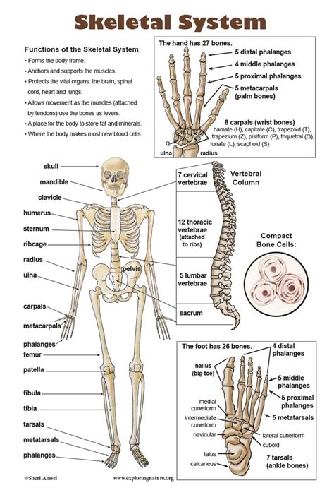 Skeleton 6 Skeletal System With Labels Skeleton Label