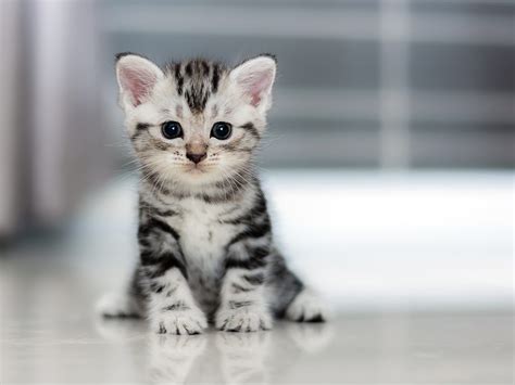 My Cats Adorable Cat And Kitten Hd Wallpapers Mystart