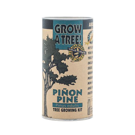 Piñon Pine Seed Grow Kit