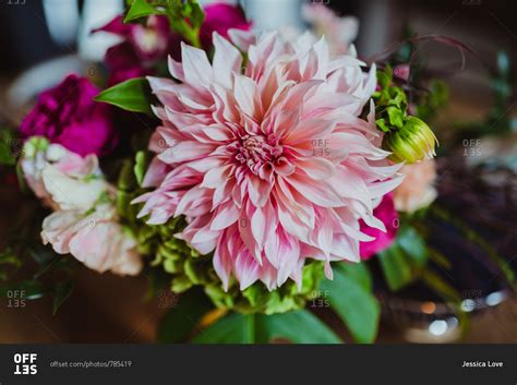 Close Up Of Pink Dahlias In Bridal Bouquet Stock Photo Offset
