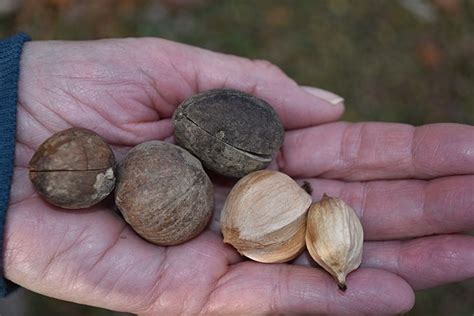 Decembers Wild Edible Shagbark Hickory Nuts And Bark Blue Ridge Country