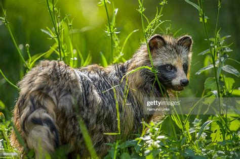 Raccoon Dog Nyctereutes Procyonoides High Res Stock Photo Getty Images