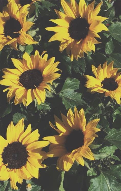 Aesthetic Sunflower Computer Background 371810 Hd