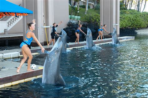 Encounter Photos Dolphin Quest Swimming With The Dolphins Bermuda