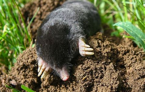A Guide To Moles In The San Francisco Bay Area Sonoma And Novato
