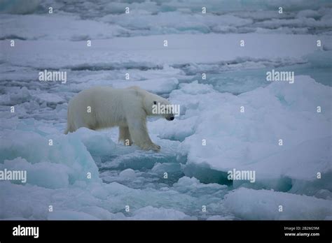 Big Polar Bear On The Floating Ice In The Arctic Svalbard Norway