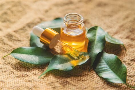 Tea Tree Oil Health Benefits Uses And Side Effects Learn Now Prorganiq