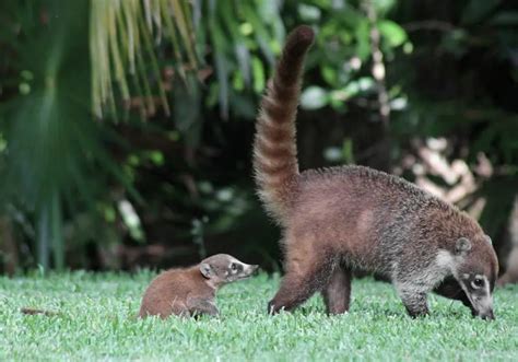 Mexican Raccoon Animal Facts Encyclopedia