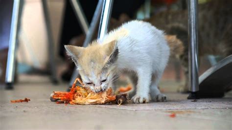 Hungry Kitten Loves Eating Lobster Youtube