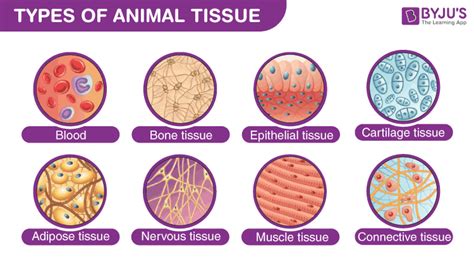 Types Of Animal Tissues