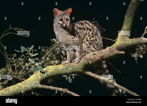 Small Spotted Genet In Tree Genetta Genetta Alicante Spain Stock Photo