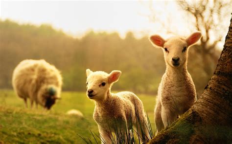 Cute Spring Animals Wallpapers Wallpaper Cave