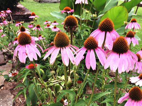 Growing And Caring For Purple Coneflowers Echinacea