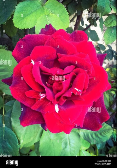 Old Red Rose Stock Photo Alamy