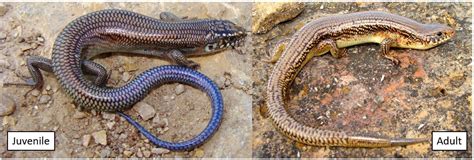 8 Skinks Found In Texas Id Guide Bird Watching Hq