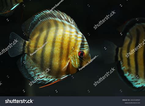 Green Discus Cichlid Symphysodon Tarzoo Aquarium Stock Photo 2221518507