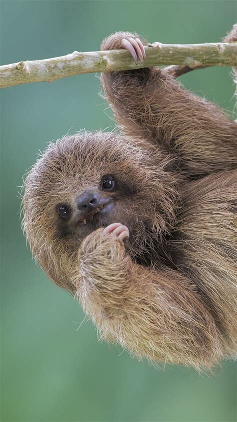 Cute Sloths Wallpapers Wallpaper Cave