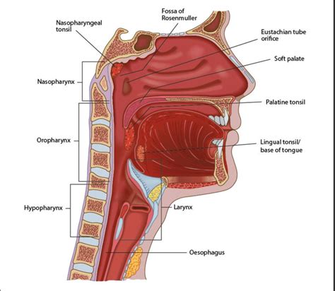 Normal Anatomy Of The Pharynx Download Scientific Diagram