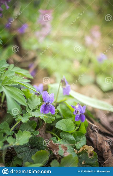 Violet Violets Flowers Bloom In The Spring Forest Viola Odorata Stock