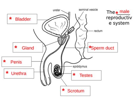 The Human Reproductive System Ks3 Teaching Resources