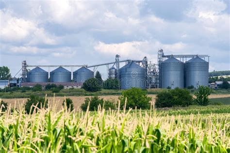 Grain Silos In Maize Fields Stock Image Image Of Agriculture Rural