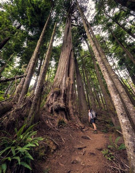Tall Trees Vancouver Island Bc By James Wheeler Tree Vancouver