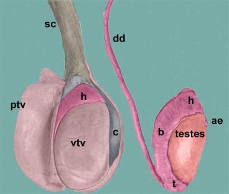 This is a tutorial on male reproductive anatomy. Epididymis