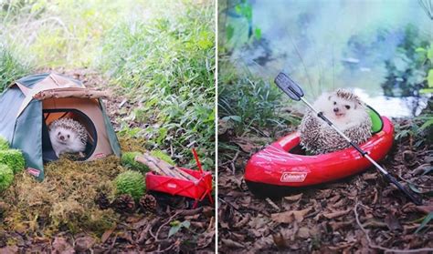 azuki the japanese tiny hedgehog goes camping and the internet just can t handle his cuteness