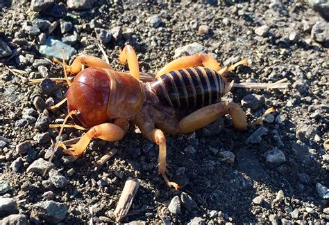 Potato Bug Whats That Bug