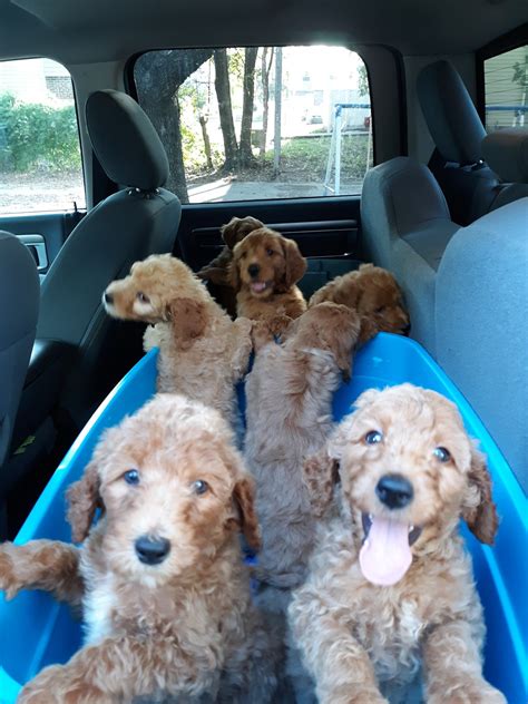 A good breeder will not only help match the perfect puppy for your family, they will also adhere to ethical and responsible canine care. Golden Doodle Puppies For Sale | West Main Street, KS #309694