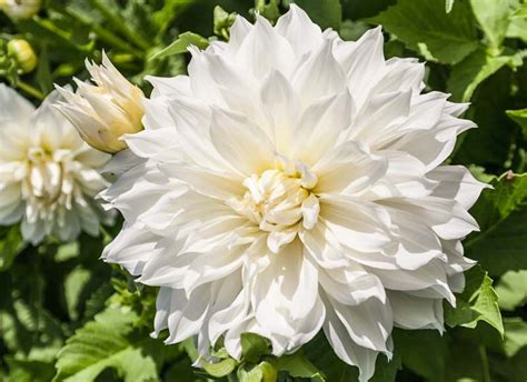 Dahlia Fleurel Produces A Profusion Of Huge And Spectacular White