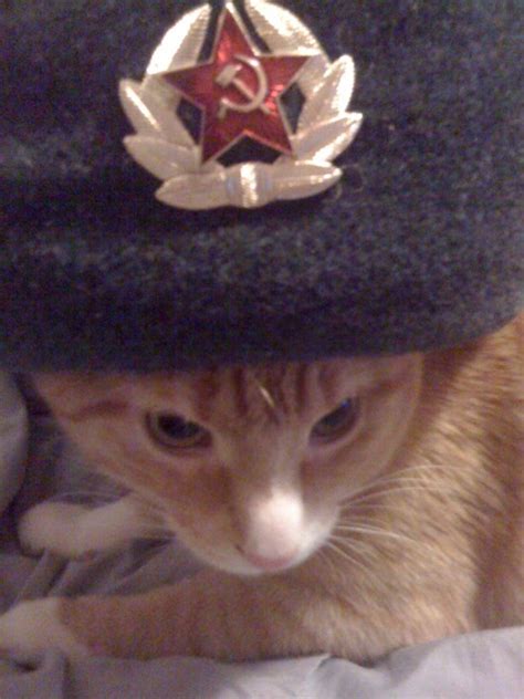 Caterville — Cats Wearing Ushankas