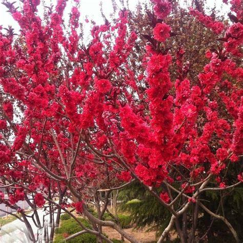 Red Japanese Cherry Blossoms Seeds Small Sakura Tree Seeds