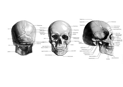 An organ is a unique anatomic structure consisting of groups of tissues that work in concert to perform specific functions. Skull Reference | Front, Side and Back views of Human Male ...