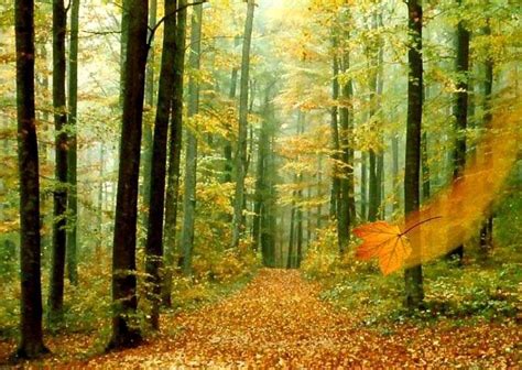 Forests Bing Images Backgrounds Fall Fall Wallpapers Desktop