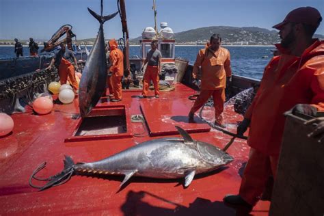 Fotos El Arte Milenario De La Pesca Del Atún Se Repite En Cádiz