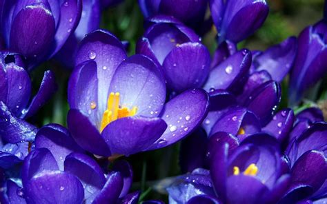 1920x1200 Free Screensaver Wallpapers For Crocus Spring Flowers