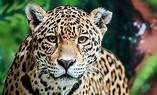 Conoce las 6 especies de felinos que habitan en México
